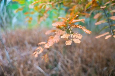 Soft focus captures orange-brown fern-like leaves. Stock Photos