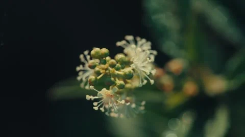Soft focus captures a small white flower cluster Stock Footage 336976080