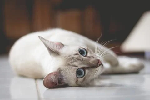 Soft focus of  a cat relaxing on a floor in vintage color style Stock Photos