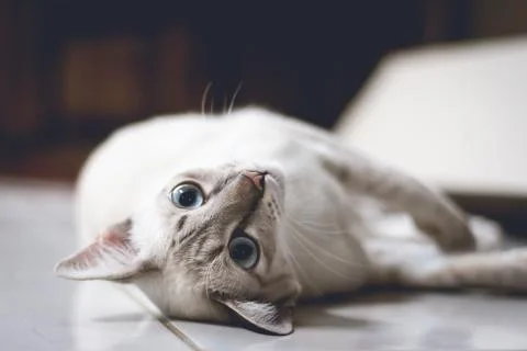 Soft focus a cat relaxing on a floor in vintage color style Stock Photos