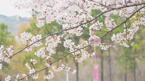 Soft Focus Cherry Blossom Branches Swaying in a Spring Garden Video stock 342002194