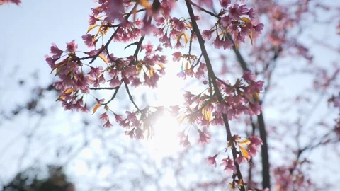 Soft Focus Cherry Blossom Branches swaying Under Morning Sunlight in Spring 動画素材 342211375