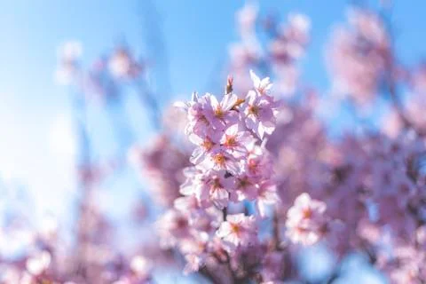 Soft focus Cherry Blossom or Sakura flower on nature background Stock Photos
