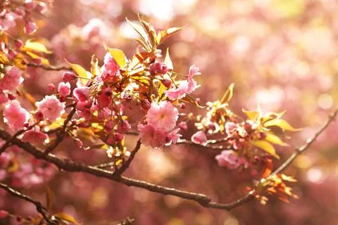 Soft focus Cherry Blossom or Sakura flower on nature background. Sakura flowe Stock Photos