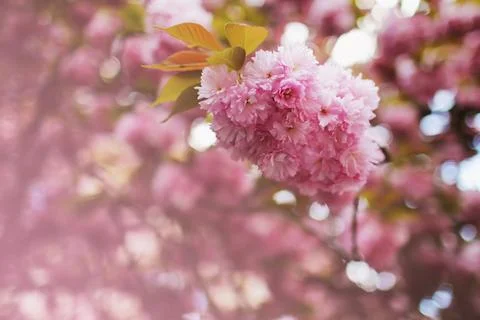 Soft focus Cherry Blossom or Sakura flower on nature background. Sakura flowe Stock Photos