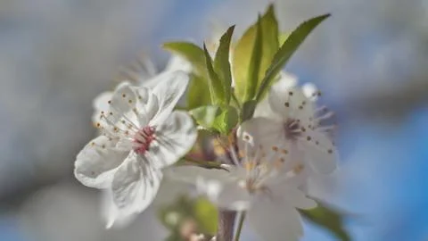 Soft focus cherry blossoms and fresh leaves on blue sky of backg Foto stock