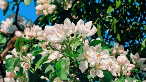 Soft Focus of Cherry Blossoms in Background Stock Footage 294353857