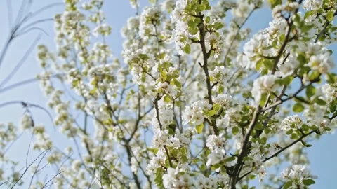 Soft Focus of Cherry Blossoms in Background Stock Footage 294354879