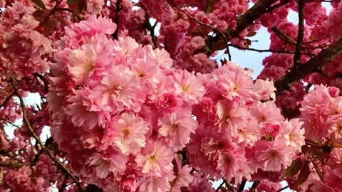 Soft Focus of Cherry Blossoms in Background Stock Footage 294354882