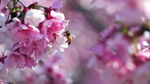 Soft Focus of Cherry Blossoms in Background Stock Footage 294356052
