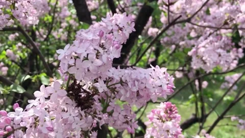 Soft Focus of Cherry Blossoms in Background Stock Footage 294361285
