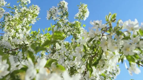 Soft Focus of Cherry Blossoms in Background Stock Footage 294361527