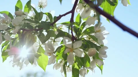 Soft Focus of Cherry Blossoms in Background Stock Footage 294361529