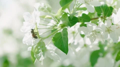 Soft Focus of Cherry Blossoms in Background Stock Footage 294361611