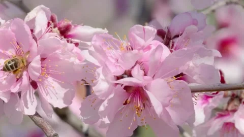 Soft Focus of Cherry Blossoms in Background Stock Footage 294365768