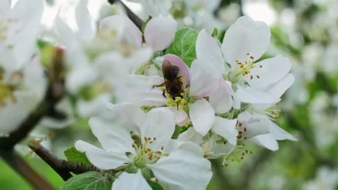Soft Focus of Cherry Blossoms in Background Stock Footage 294366937