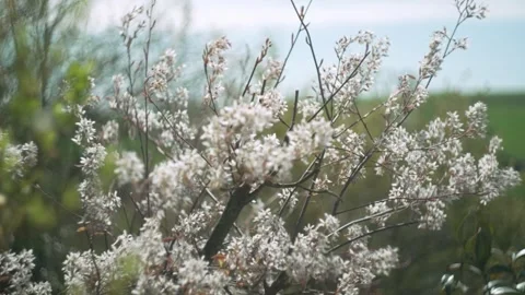 Soft Focus of Cherry Blossoms in Background Stock Footage 294379952