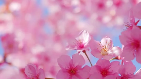 Soft Focus Cherry Blossoms in Full Bloom, 스톡 동영상 331073614