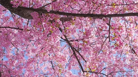 Soft Focus Cherry Blossoms in Full Bloom, Stock Footage 331142546