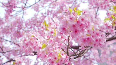 Soft Focus Cherry Blossoms in Full Bloom, Stock Footage 331142562