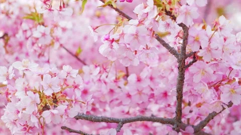 Soft Focus Cherry Blossoms in Full Bloom, Stock Footage 331204015
