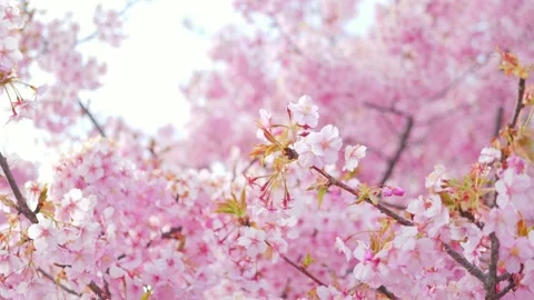 Soft Focus Cherry Blossoms in Full Bloom, Stock Footage 331204037