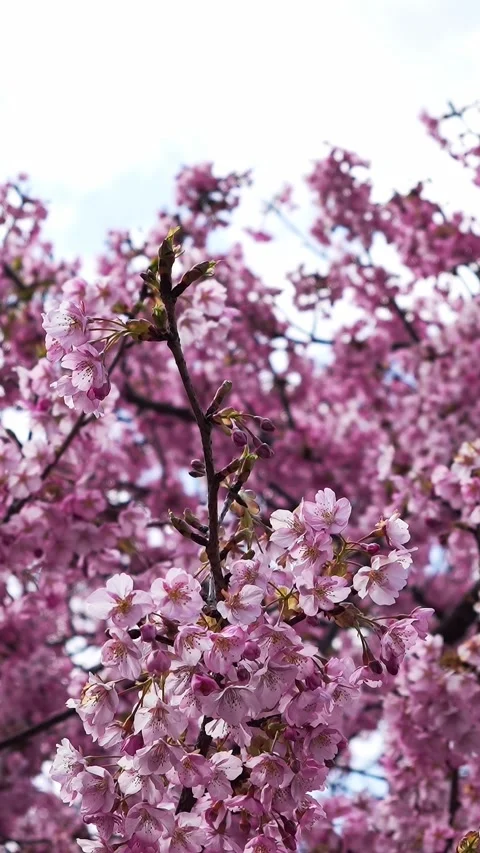 Soft Focus Cherry Blossoms Glowing in Backlight, Dreamy Spring Background Stock Footage 330534953