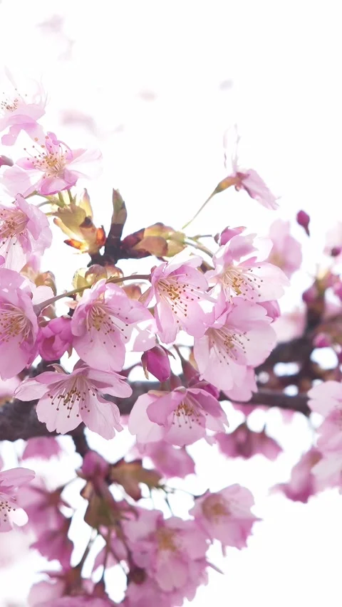 Soft Focus Cherry Blossoms Glowing in Backlight, Dreamy Spring Background Stock Footage 330534961