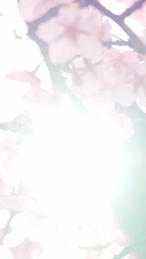 Soft Focus Cherry Blossoms Glowing in Backlight, Dreamy Spring Background Stock Footage 330662749