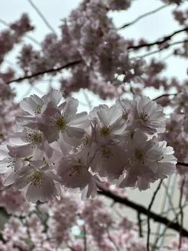 Soft-Focus Cherry Blossoms in Springtime Stock Photos