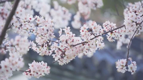 Soft Focus Cherry Blossoms Swaying Gently in the Spring Breeze Stock-Footage 342001330