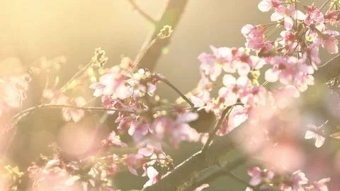 Soft Focus Cherry Blossoms Swaying in Warm Golden Hour Spring Sunlight 動画素材 342242328