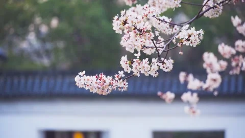 Soft focus cherry blossoms swaying gently in a peaceful spring garden breeze Видео 347044162