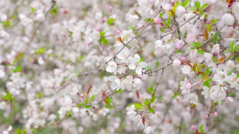 Soft focus close up of blooming crabapple flowers swaying in spring breeze Video stock 347049412