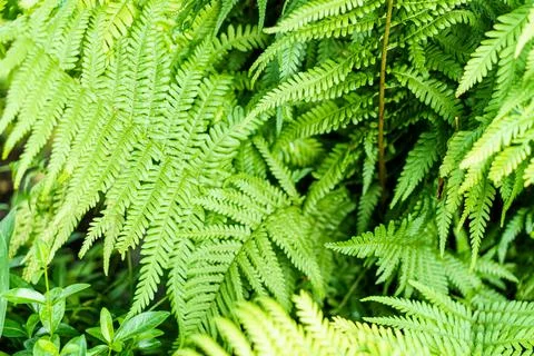 Soft focus close-up of bright or light green green fern next to periwinkle Stock Photos