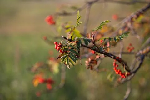 Soft Focus Close-up of Bright Red Rowan Berries in Autumn Sunlight Stock Photos