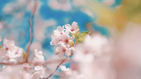 Soft Focus Close-Up of Cherry Blossoms with Dreamy Bokeh Stock Footage 308114119