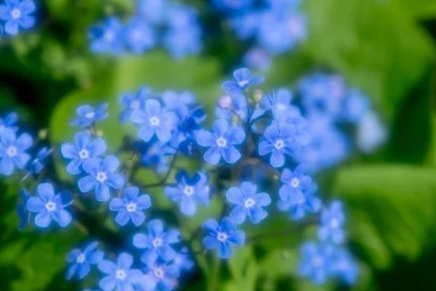 Soft focus close-up of delicate blue forget-me-not flowers blooming in a lu.. Stock Photos