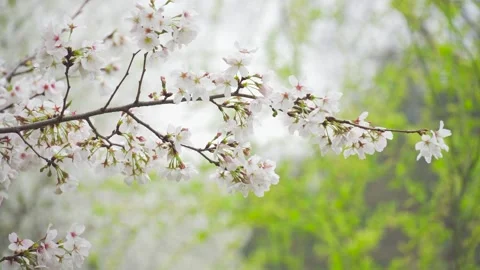 Soft Focus Close Up of Delicate Cherry Blossom Flowers Swaying in Spring Breeze Stock Footage 342222592