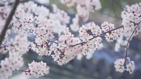 Soft Focus Close Up of Delicate Pink Cherry Blossoms Swaying in Spring Breeze Stock Footage 342222838