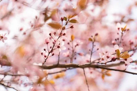 A soft-focus close-up of delicate pink cherry blossoms on a branch, captured in Stock Photos