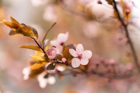 A soft-focus close-up of delicate pink cherry blossoms on a branch, captured in Stock Photos