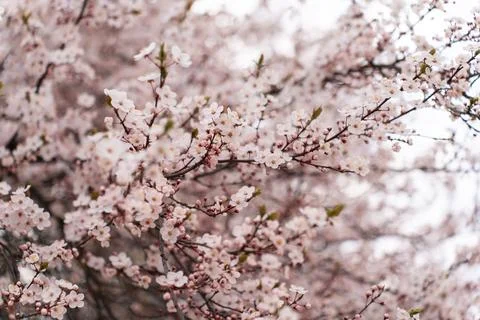 A soft-focus close-up of delicate pink cherry blossoms on a branch, captured in Stock Photos