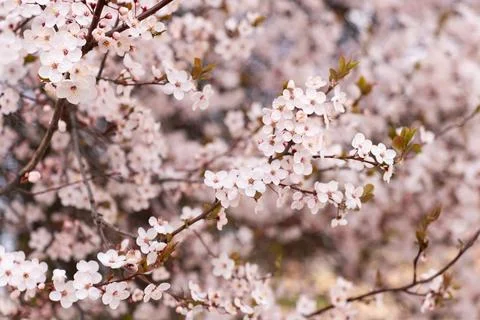 A soft-focus close-up of delicate pink cherry blossoms on a branch, captured in Stock Photos