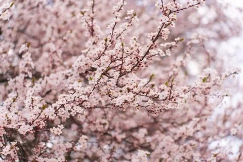 A soft-focus close-up of delicate pink cherry blossoms on a branch, captured in Stock Photos