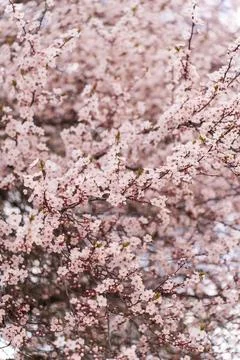 A soft-focus close-up of delicate pink cherry blossoms on a branch, captured in Stock Photos