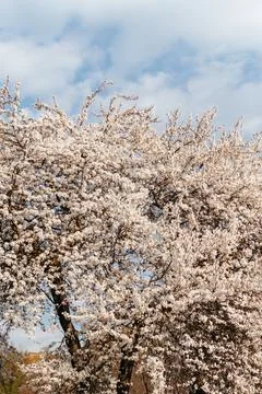 A soft-focus close-up of delicate pink cherry blossoms on a branch, captured in Stock Photos