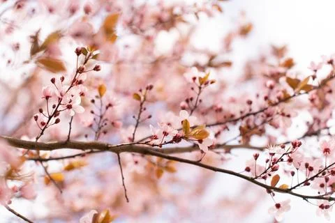 A soft-focus close-up of delicate pink cherry blossoms on a branch, captured in Stock Photos