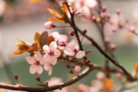 A soft-focus close-up of delicate pink cherry blossoms on a branch, captured in Stock Photos