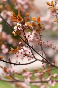 A soft-focus close-up of delicate pink cherry blossoms on a branch, captured in Stock Photos
